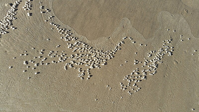 File:Beach debris 02.jpg