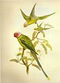 Psittacula rosetta Birds of Asia, Vol. V, Parts XXV-XXX, by John Gould, 1873-1877. Painted by John Gould & Henry C. Richter