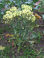 flowering Broccoli