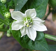 Flor de Capsicum annuum