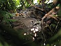 Passerells comuns al niu fotografiats a Eslovènia