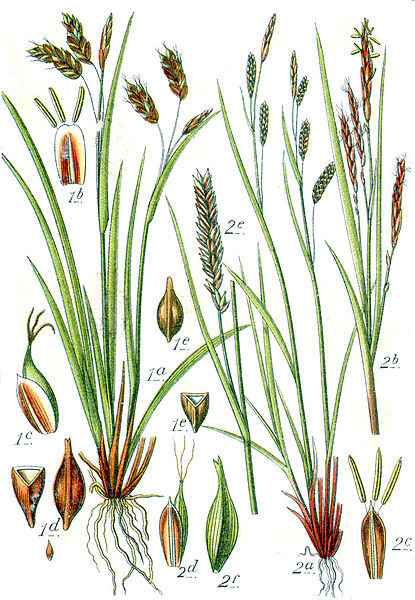 File:Carex spp Sturm48.jpg