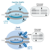 Cas12a vs Cas9 cleavage position.svg