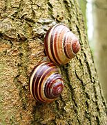 L'Escargot des bois est souvent confondu avec son cousin l'Escargot des jardins.