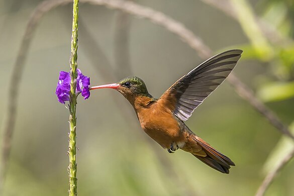 Cinnamon hummingbird by Charles J. Sharp