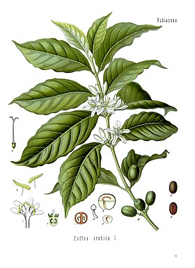 Coffea arabica