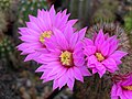 Echinecereus lauii.