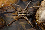 Fishing spider, en edderkopp i slekten Dolomedes, som mangler to bein på grunn av selvamputasjon