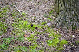 Gyromitra esculenta (49572178278).jpg