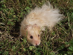 hamster doré angora