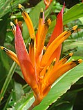 Heliconia psittacorum flowers