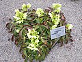 Helleborus argutifolius