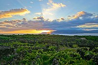 Landschaft der Weinbaukultur auf der Insel Pico