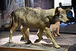 Le Loup d'Eischoll, tué en 1947 et exposé au Musée de la nature de Sion.