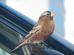 Leucosticte tephrocotis fotografiat a Minnesota (Estats Units)