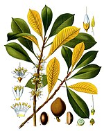 Palaquium gutta (1897), Franz Eugen Köhler, Köhler's Medizinal-Pflanzen