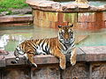 Tiger (Panthera tigris)