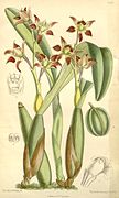 Prosthechea spondiada