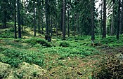 Forêt d'épicéa suédoise, près d'Ånnaboda, Suède