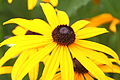 Rudbeckia fulgida var. sullivantii 'Goldsturm'