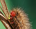 Spilosoma glatignyi