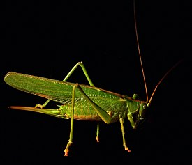 Lehtohepokatti (Tettigonia viridissima)