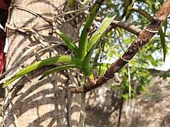 Vanda tessellata reproduction.jpg