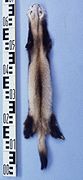 Mustela putorius (Turkestan polecat) fur skins.jpg