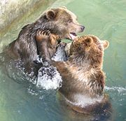 Europese bruine beren in de dierentuin van Bojnice