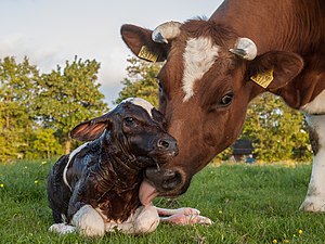 #12: Ternero recién nacido de una vaca frisona. – Attribution: Uberprutser (License: CC BY-SA 3.0)