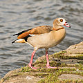 * Nomination Alopochen aegyptiaca (Egyptian Goose, adult) --Caecilius Mauß 18:20, 13 August 2013 (UTC) * Promotion  Support --A.Savin 21:21, 13 August 2013 (UTC)