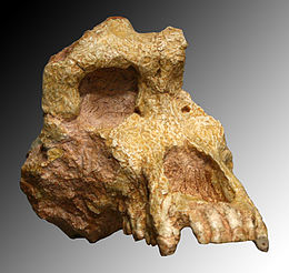 Ouranopithecus macedoniensis koponya