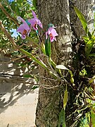 Orquideas en Coche, Caracas Venezuela 2024 (2).jpg