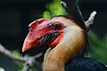 * Nomination: Writhed Hornbill at Weltvogelpark Walsrode. --Fiorellino 14:29, 18 August 2013 (UTC) * * Review needed