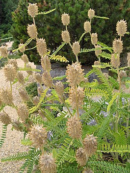 Astragalus centralpinus