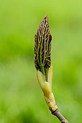 Acer pseudoplatanus (SDG 15)