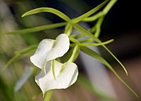 Brassavola subulifolia