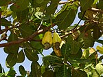 တၞံသိင်္ဃိုရ် Cashew "Mundhiri in Tamil"-- Anacardium occidentale; syn. Anacardium curatellifolium