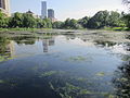 Central Park in June 2014, NYC.