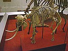 Mammuthus creticus