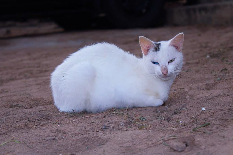 File:Eye colours of a cat.jpg