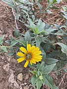 Encelia farinosa × californica.jpg