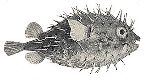 Porcupine fish have scales modified into spines.