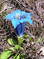 Estanys de Cabdella (Pallars Jussà - Catalunya)