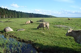 Engures līdzenums