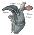 Cloaca of human embryo from twenty-five to twenty-seven days old