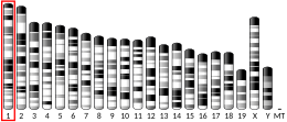 Chromosome 1 (souris)