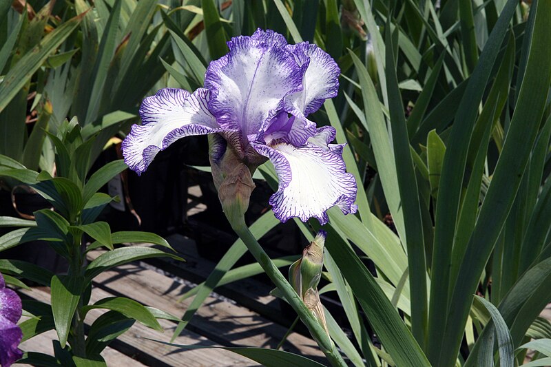 File:Iris Autumn Circus 4zz.jpg