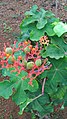 Hojas de flores de Jatropha podagrica