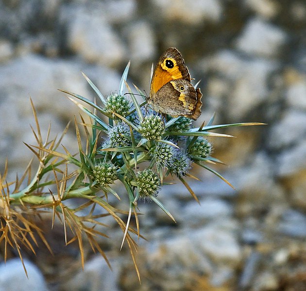 File:Pyronia tithonus on Eryngium glomeratum. Rhodes, Greece.jpg